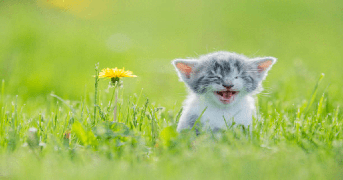 고양이 건강식품