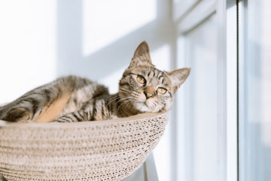 고양이 모래