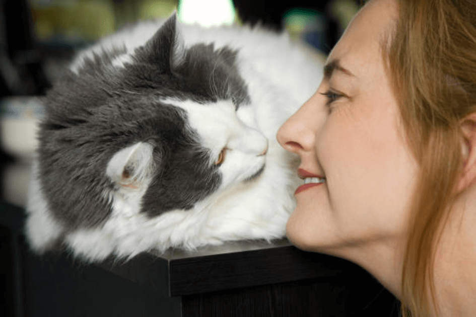 고양이 화장실